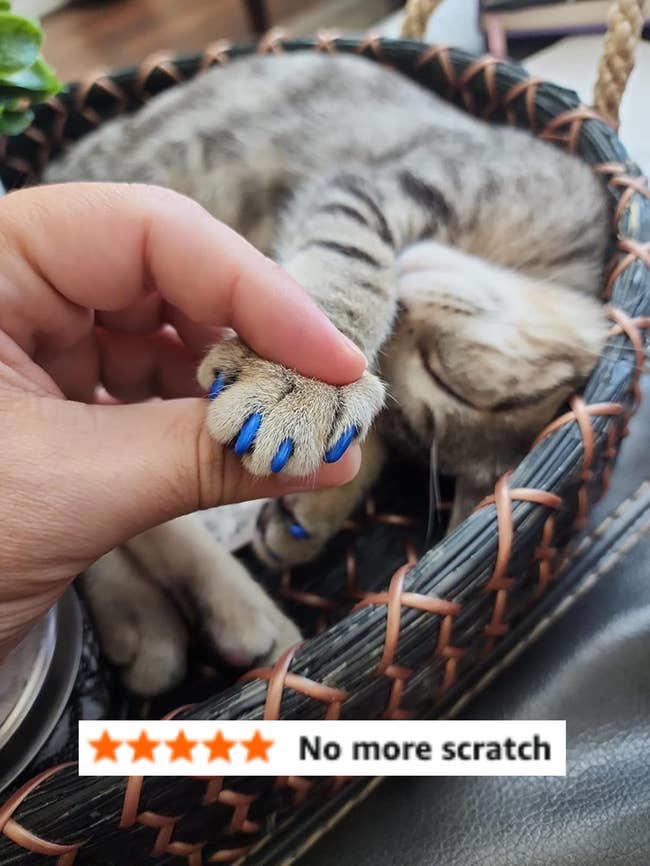 If you've got at least two cats running around your home, check out ...