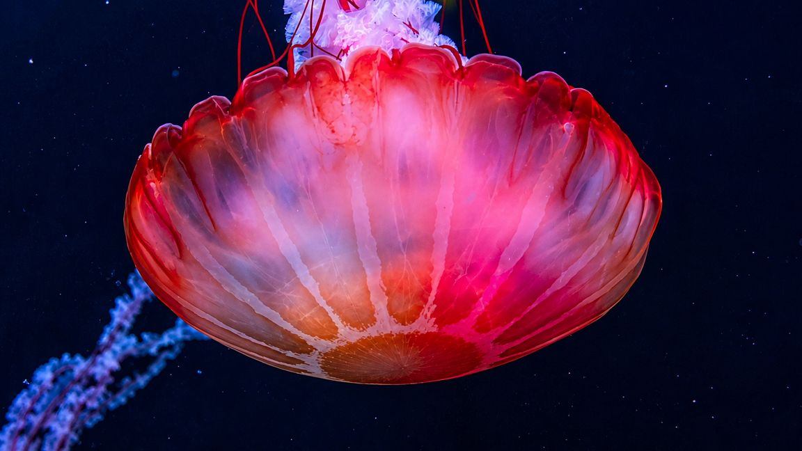 Glowing red jellyfish drifts through the deep blue water
