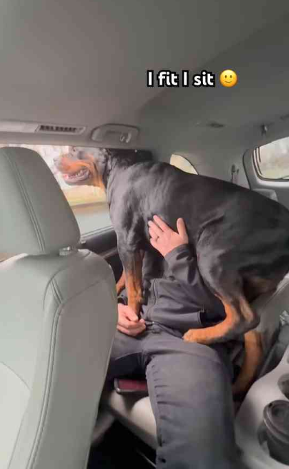Cute Rottweiler puppy moments that will make you smile