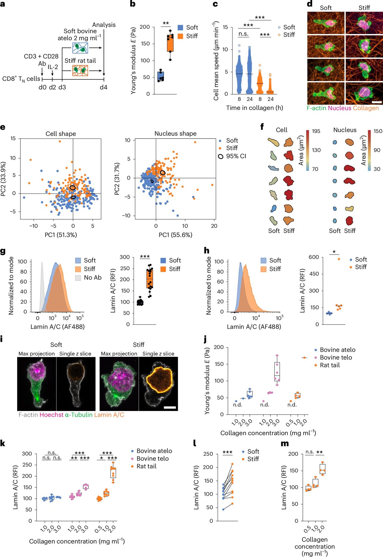 Immune cells have a 'sense of touch,' scientists discover