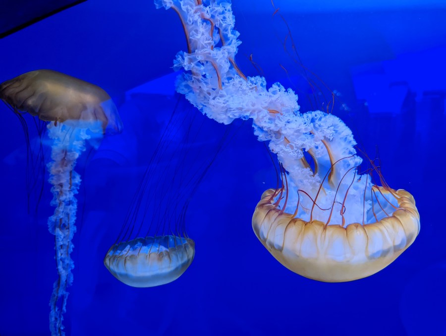 Jellyfish sightings on the increase