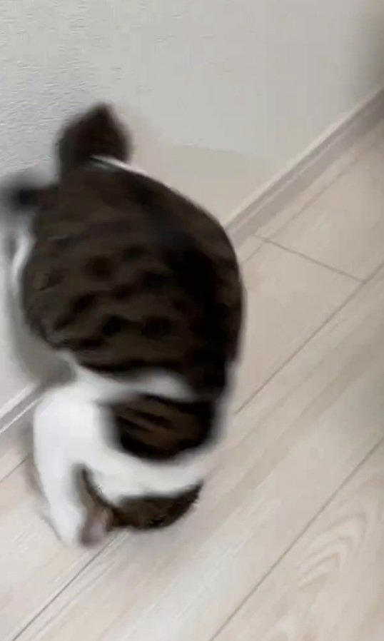 猫が必死になって『自分のしっぽ』を捕まえようとした結果…まさかの光景に2万いいね「柔道の受け身w」「動きが綺麗すぎるw」と爆笑の声