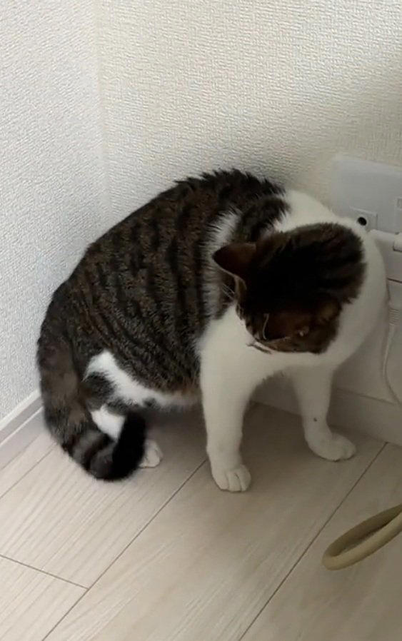 猫が必死になって『自分のしっぽ』を捕まえようとした結果…まさかの光景に2万いいね「柔道の受け身w」「動きが綺麗すぎるw」と爆笑の声