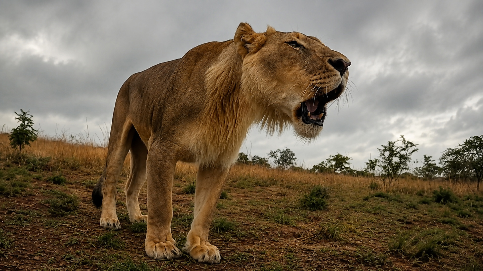 the-lion-s-roar-filled-the-air