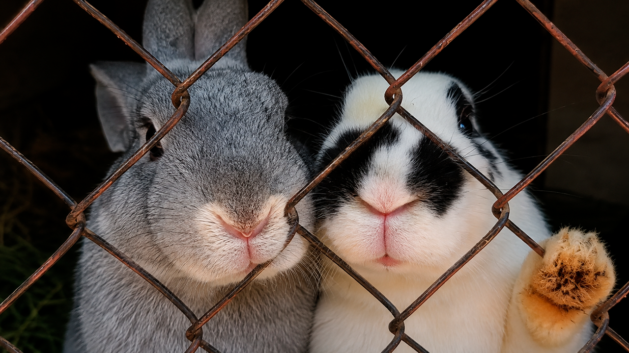 Watch these beautiful rabbits