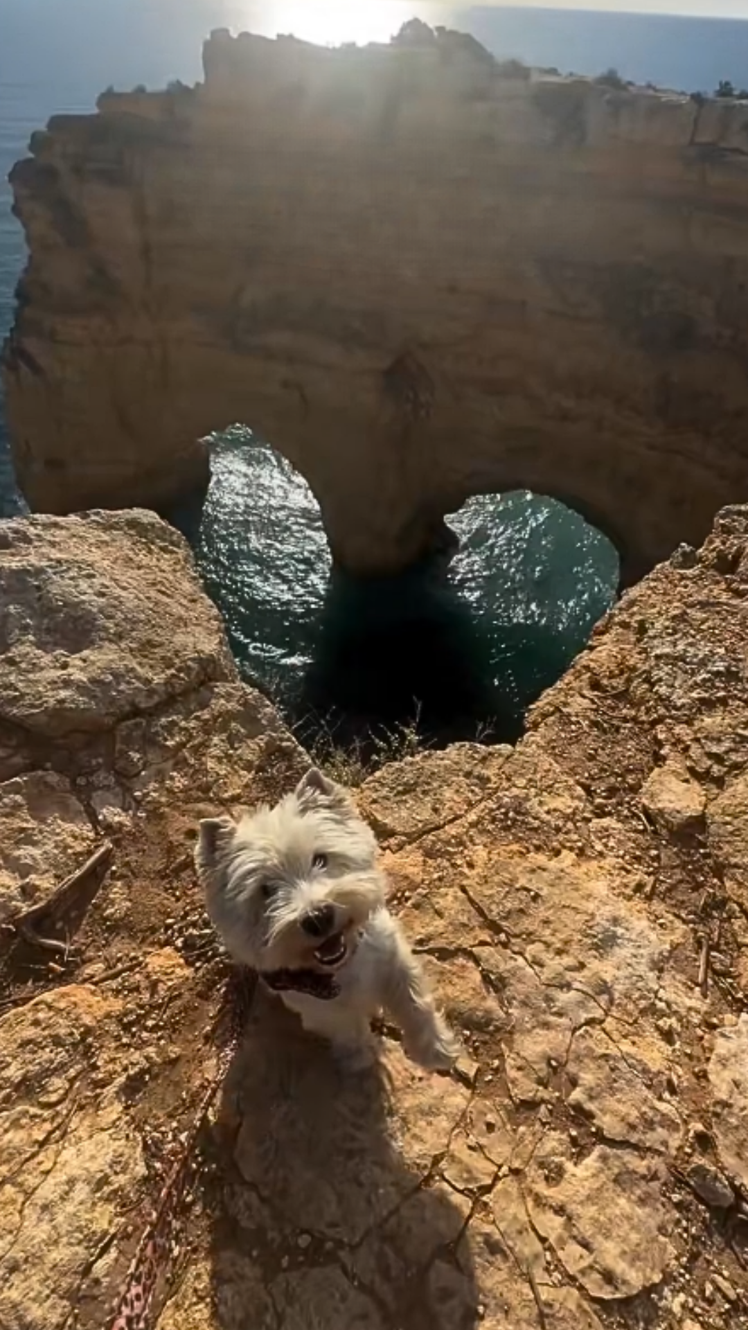 My Westie would trade me for cheese