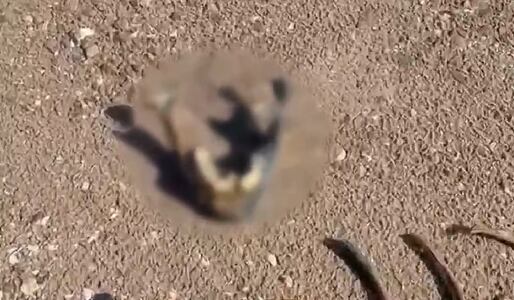Human remains discovered at Lake Mead National Recreation Area