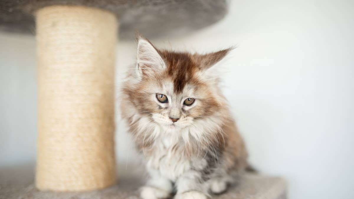 Maine coon kittens trying chicken for the first time is pure, adorable chaos