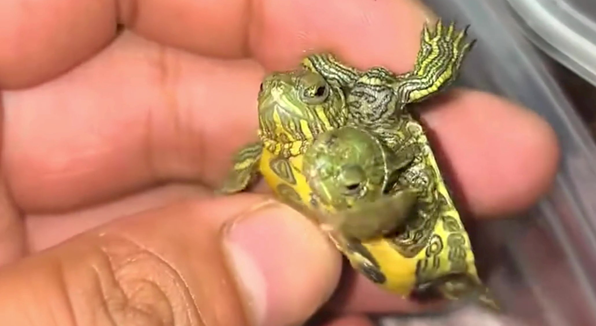 Rare turtle born with two heads and six legs