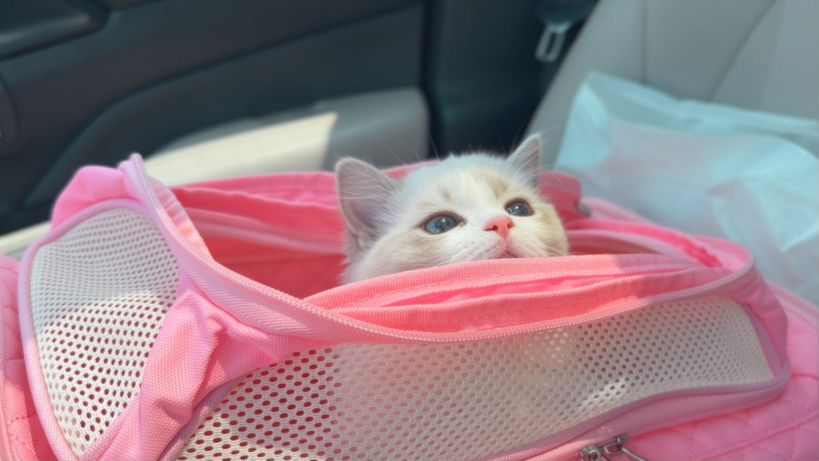 A kitten’s first day in a new home