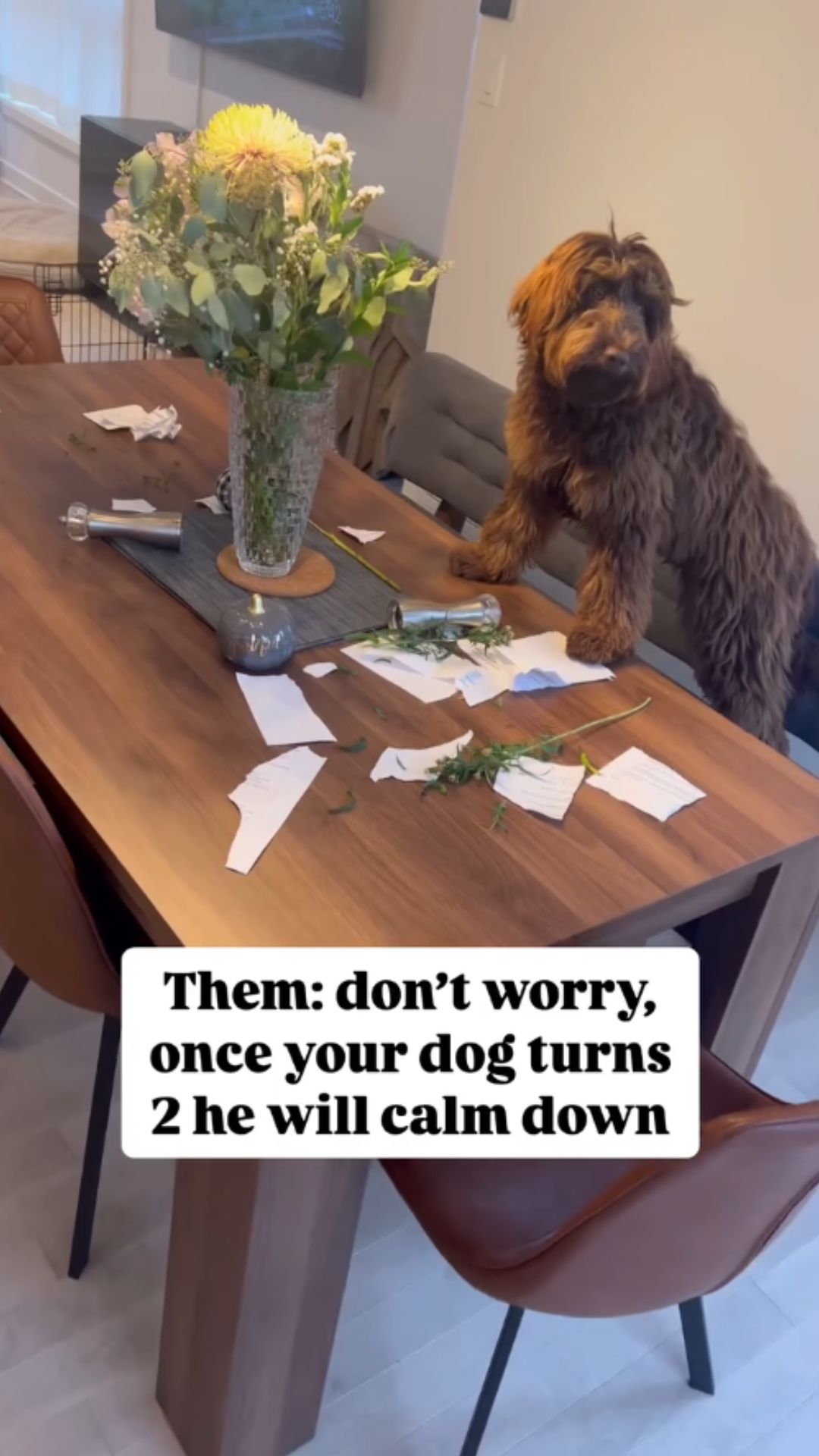 Funny dog shows off a surprising burst of energy