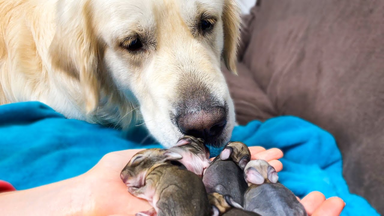 Golden retriever meets baby bunnies taking first steps