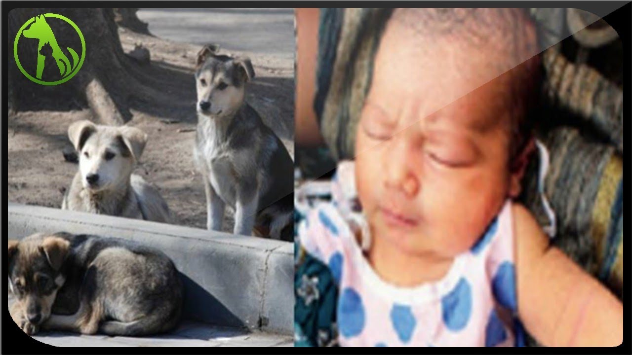 Stray dogs guard baby dumped in bushes, refuse to leave her side till ...