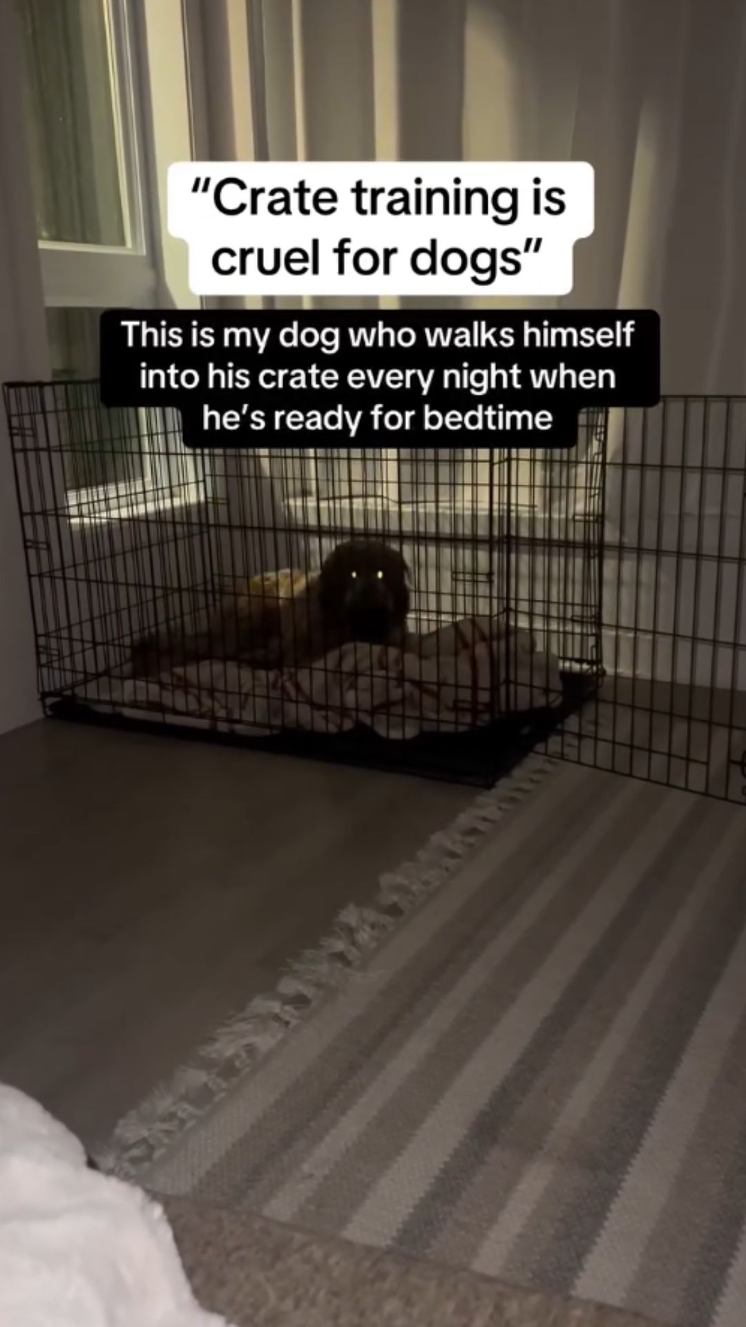 Crate training tips for creating a comfortable dog space