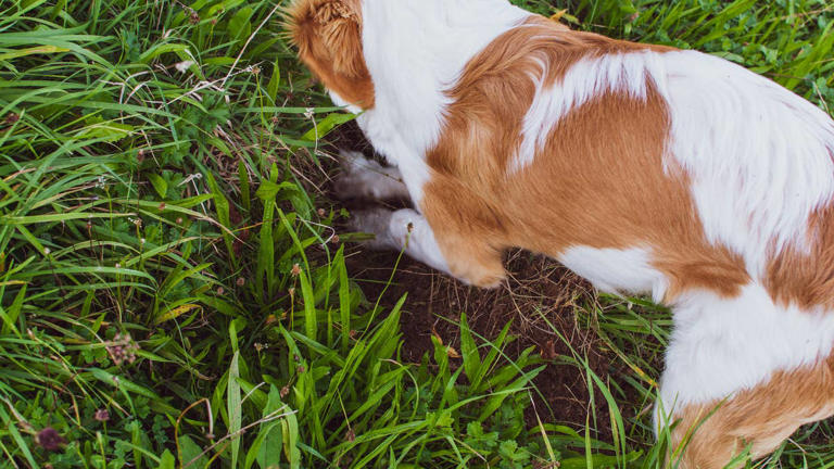 Found baby bunnies in your yard? An expert says what to do—and the #1 ...