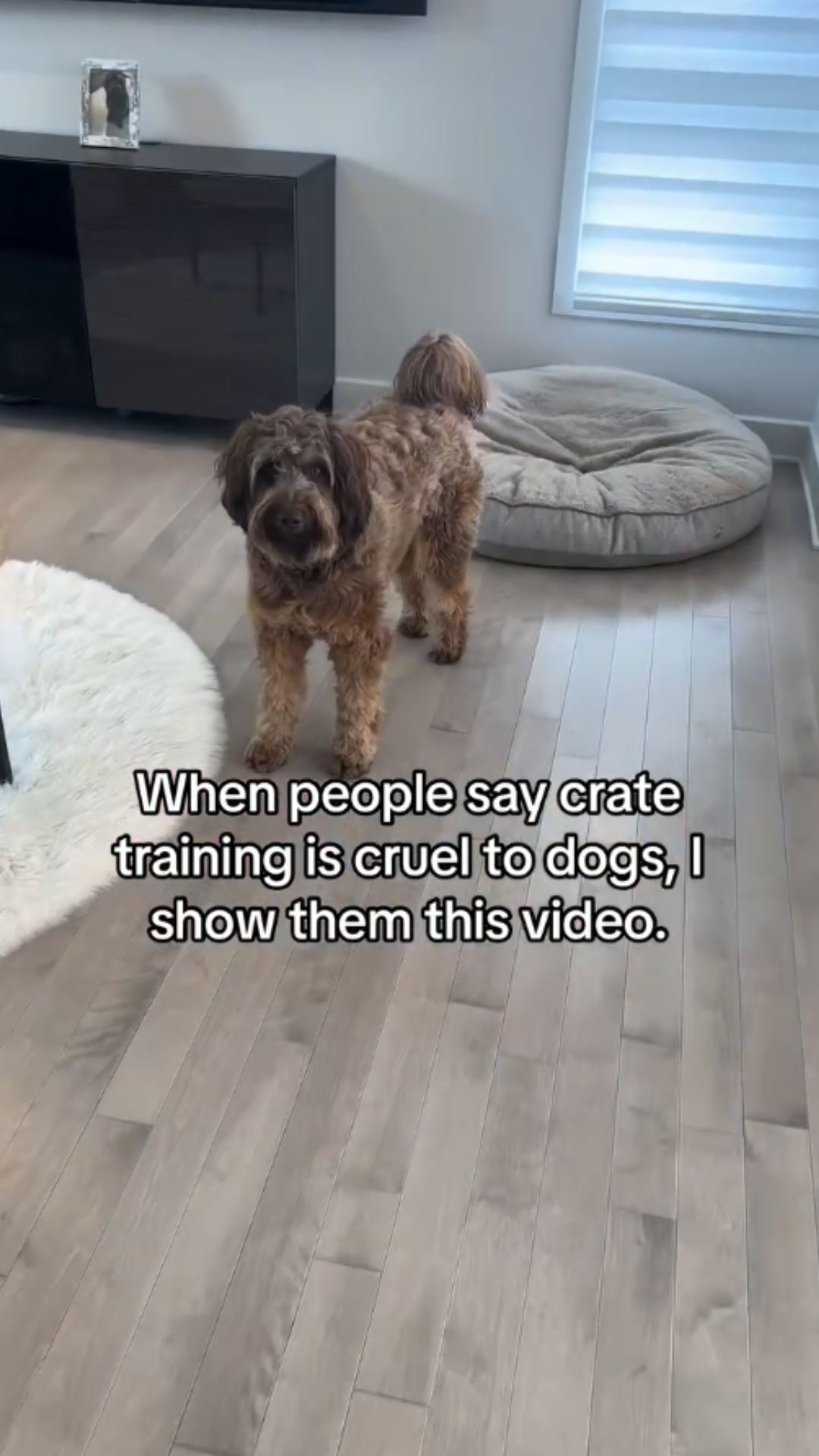 Dog crate training secrets for a calmer routine