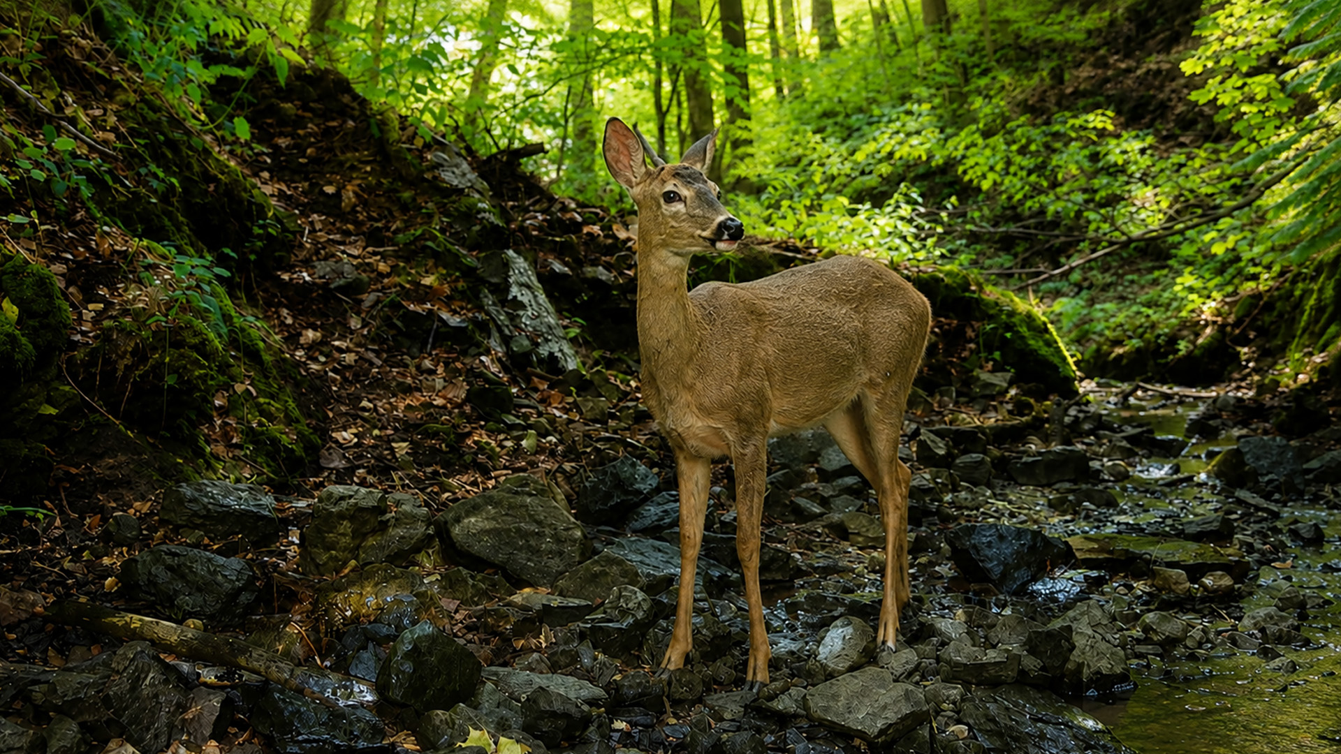 Hidden camera captures a deer standing in a rocky forest stream