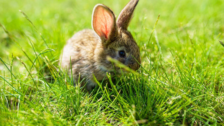 Found baby bunnies in your yard? An expert says what to do—and the #1 ...
