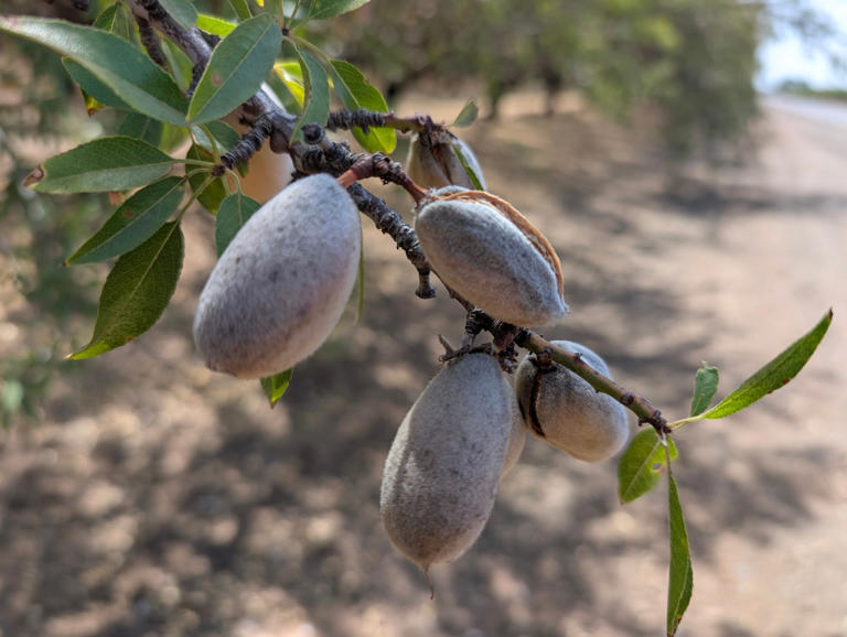Fruit, nuts set for slightly early harvest