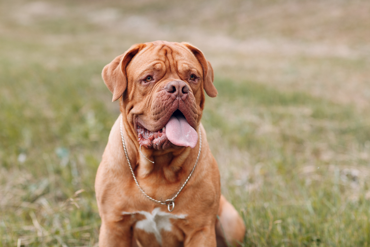 Cães de raças gigantes vivem menos e têm mais doenças registadas