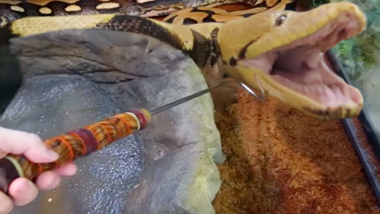 This is so dangerous - His snake turns on him while he's trapped inside ...