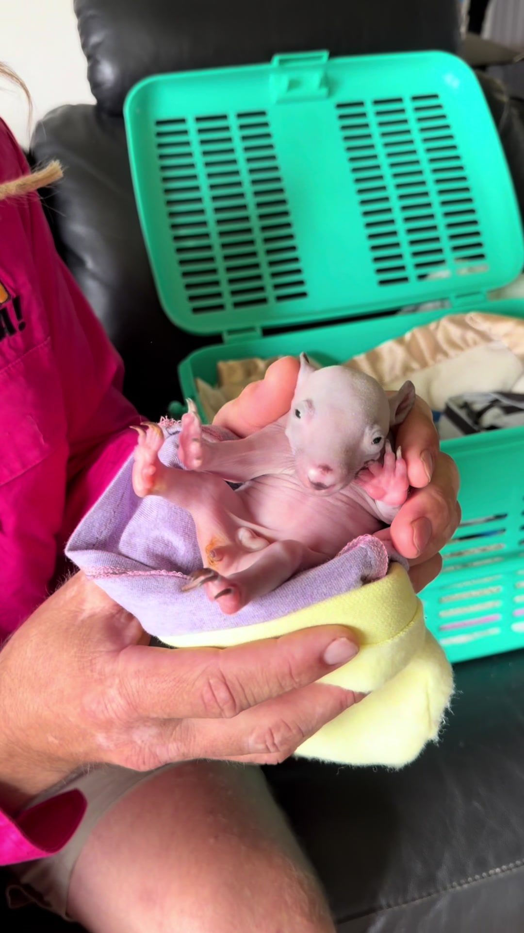 Inside the care of tiny wombat joeys