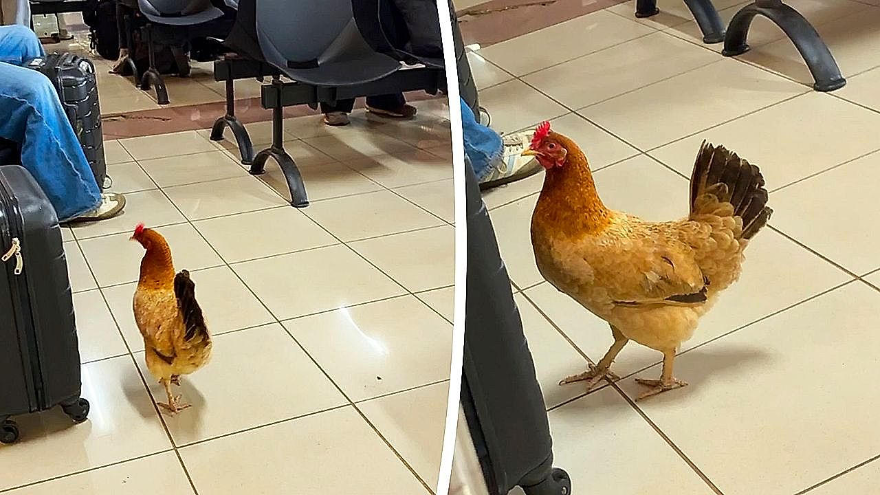 Free-roaming chicken casually strolls through the airport terminal on ...