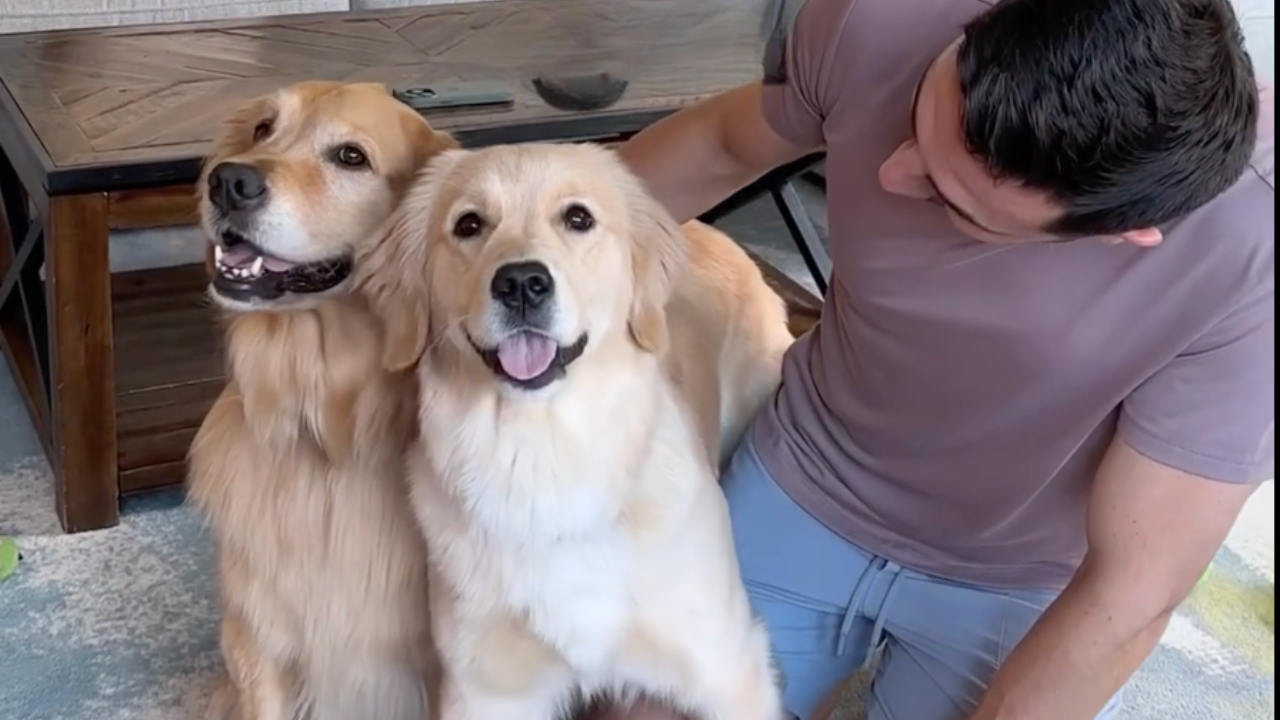 When two golden retrievers hack the autocorrect — and it's not even ...