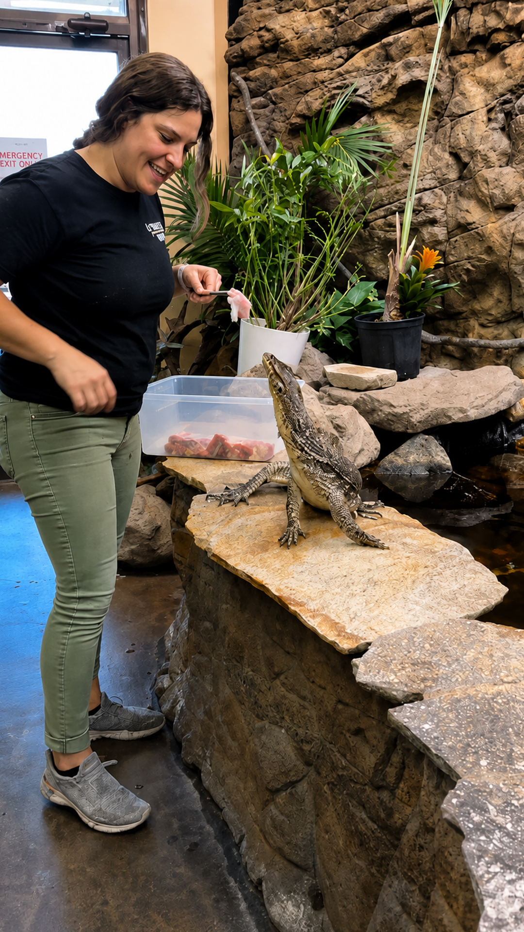 Hungry monitor lizard keeps its handler moving during feeding time