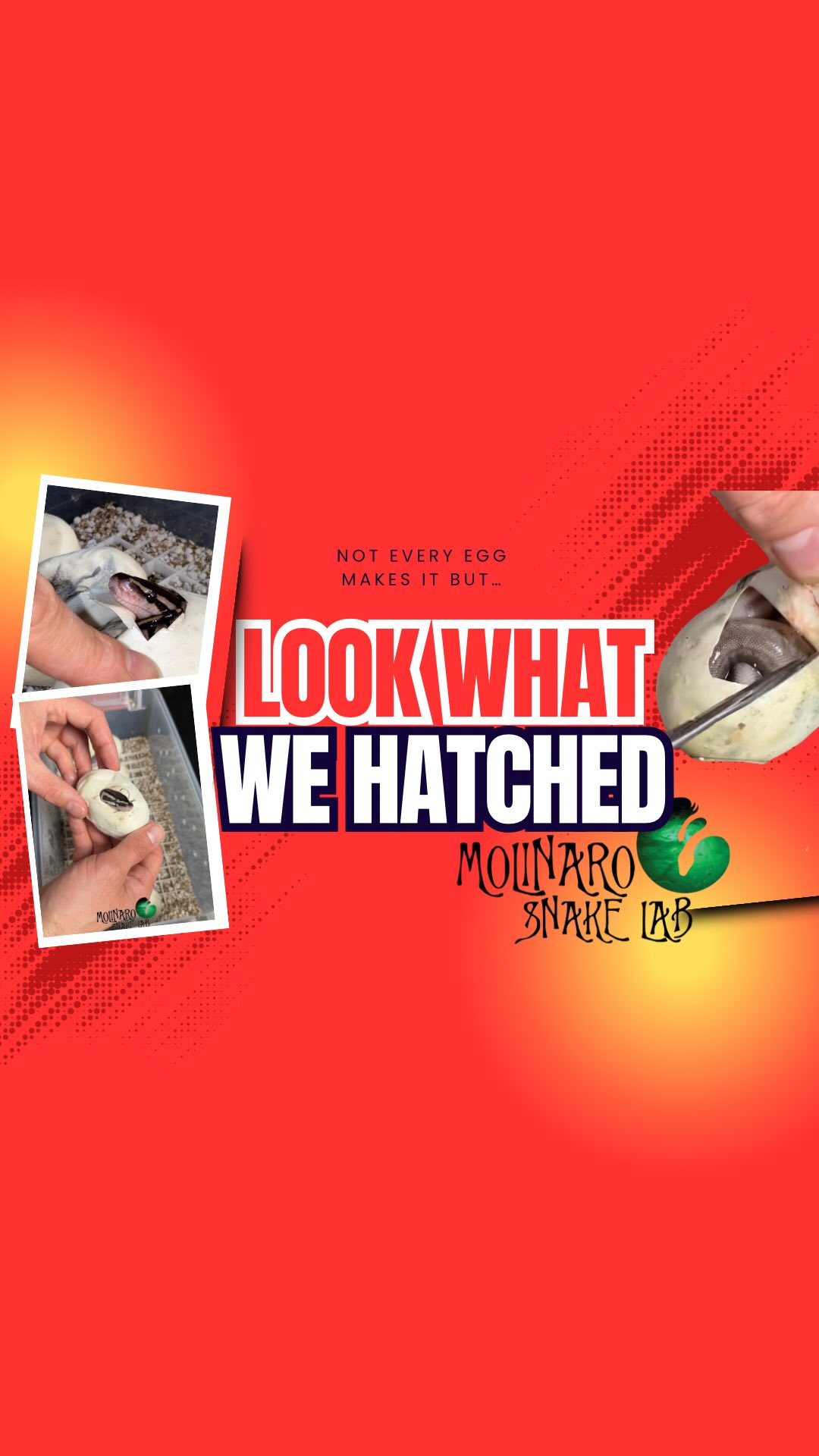 Complete hatching! Not every egg makes it, but look