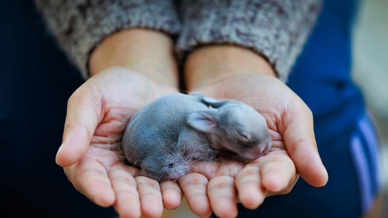 Found baby bunnies in your yard? An expert says what to do—and the #1 ...