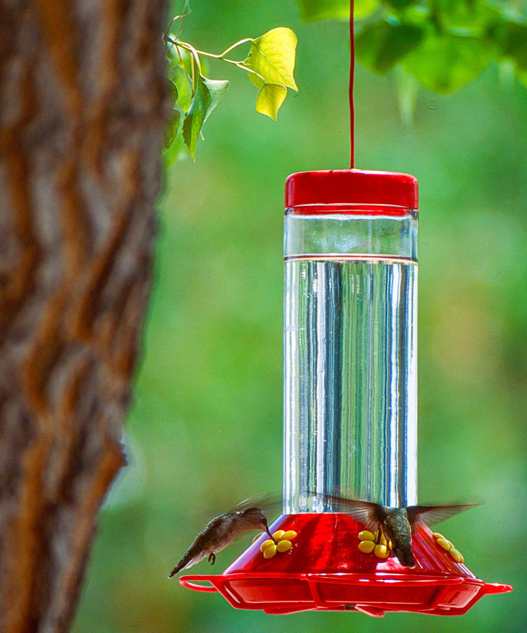 Where to hang a hummingbird feeder to see more of these whimsical ...