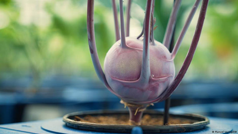Scientists are able to test thousands of plants in closely monitored greenhouses