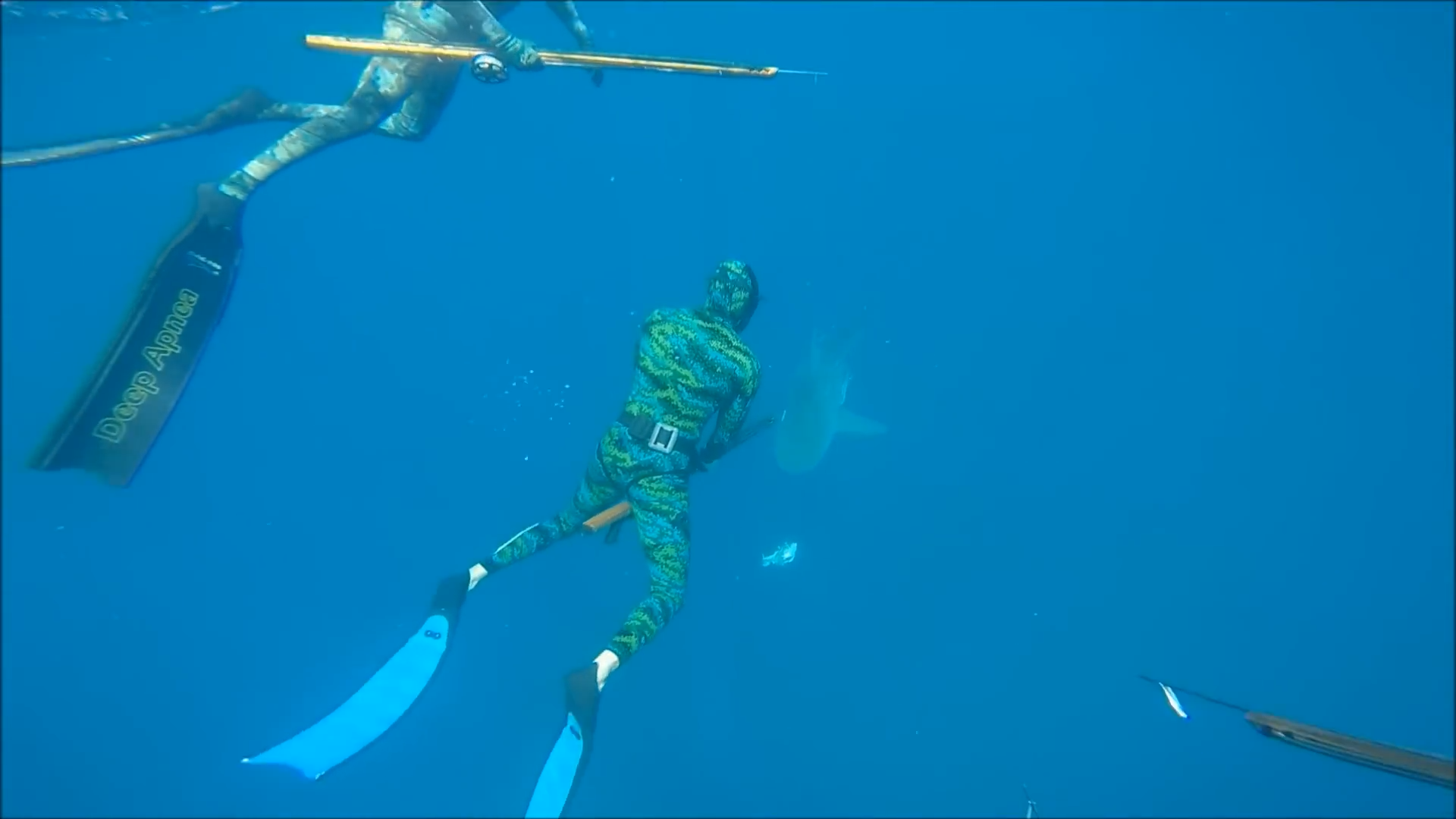 Bull sharks have tried to kill people before until these divers entered ...