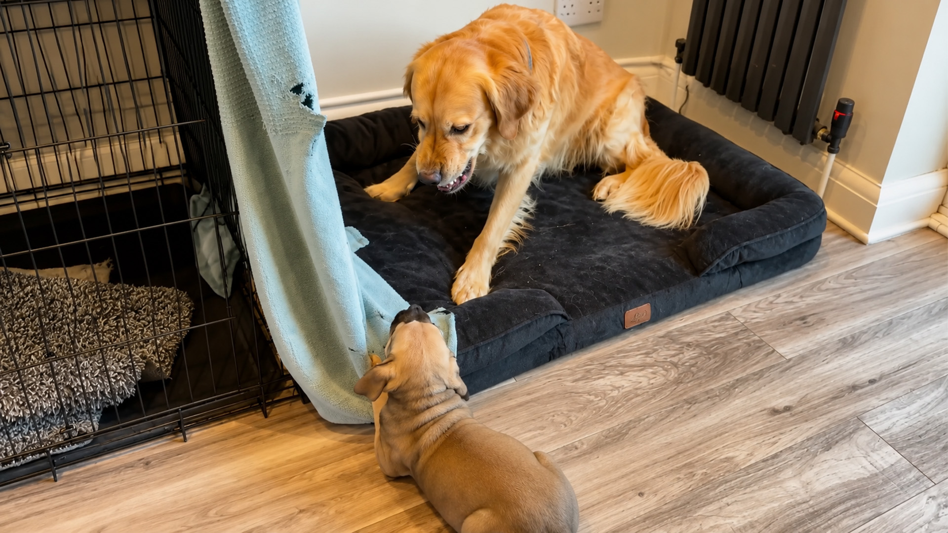 Golden Retriever Meets Tiny Rescue Puppies In Their First Month