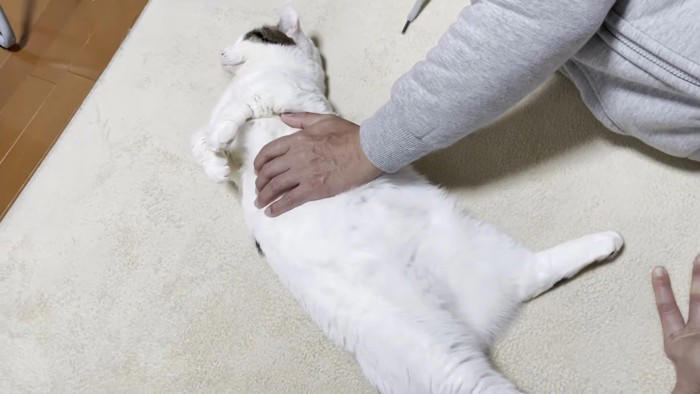 お父さんと添い寝する猫→撫でてもらっていると…あまりにも『赤ちゃんすぎる光景』に「可愛いが限界突破してる」「幸せな世界」と40万再生