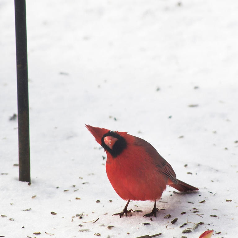 Birds not coming to your feeder? Here’s what to do