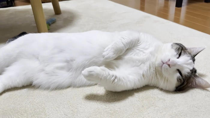 お父さんと添い寝する猫→撫でてもらっていると…あまりにも『赤ちゃんすぎる光景』に「可愛いが限界突破してる」「幸せな世界」と40万再生