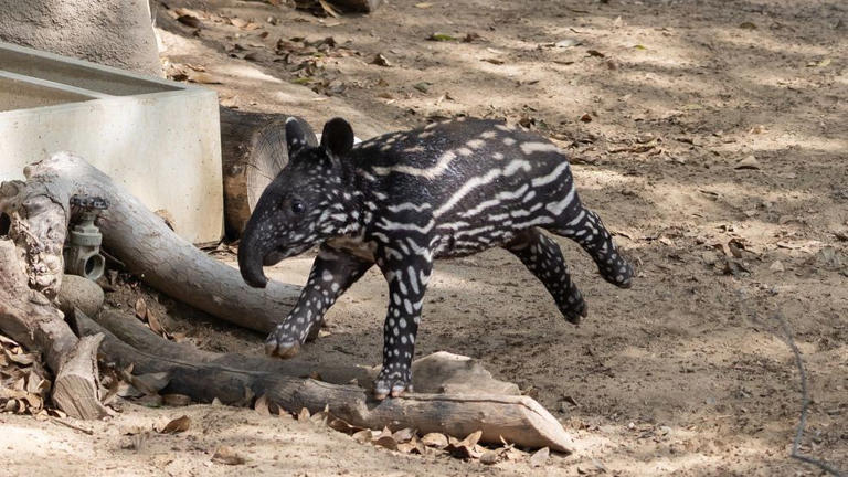 Name chosen for Fresno Chaffee Zoo's first-ever Malayan tapir calf