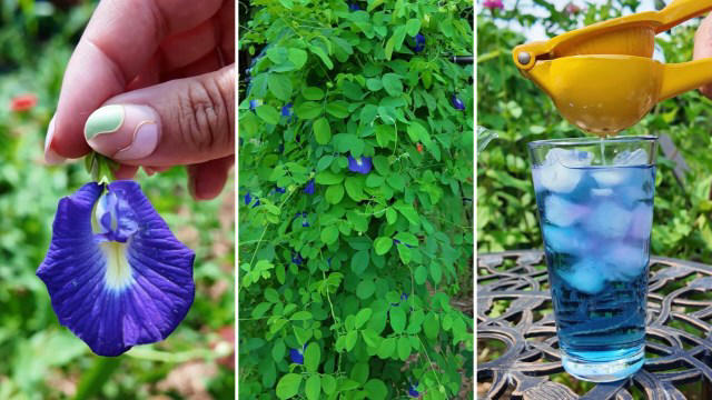 butterfly-pea-offers-electric-blue-blooms-herbal-tea-and-a-lemon