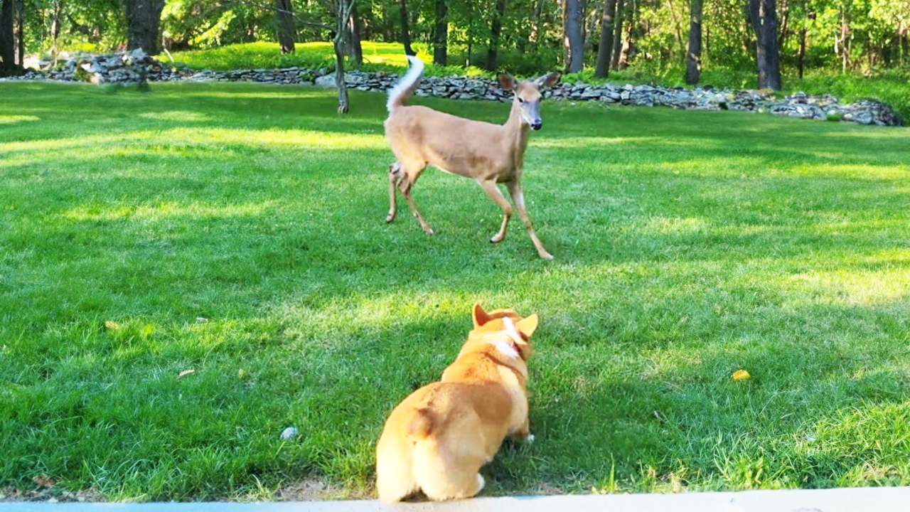 Quick-thinking animal makes a lightning-fast escape