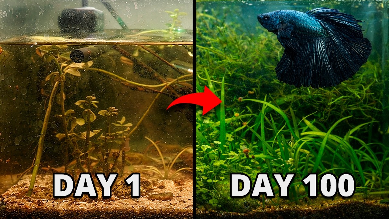 I built a self-sustaining ecosystem for bettas