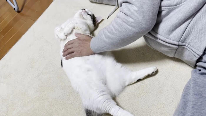 お父さんと添い寝する猫→撫でてもらっていると…あまりにも『赤ちゃんすぎる光景』に「可愛いが限界突破してる」「幸せな世界」と40万再生