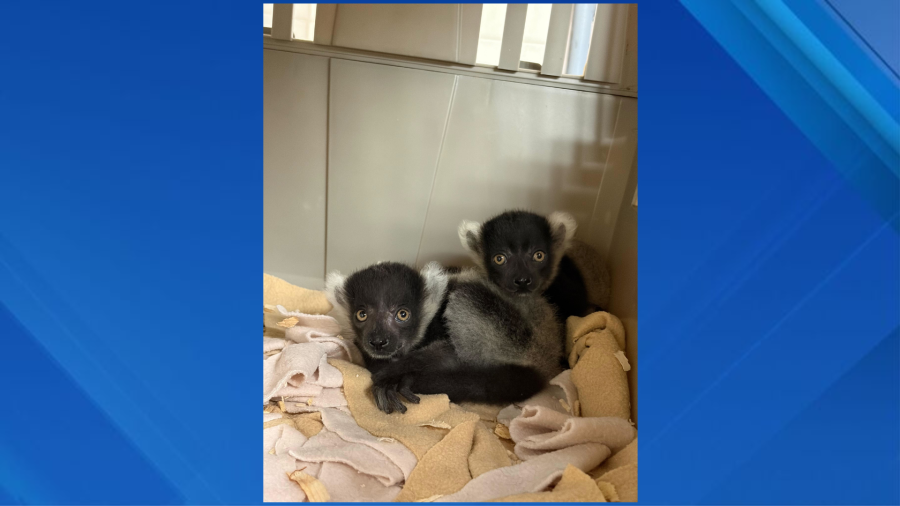 Central Park Zoo debuts endangered fluffy lemur twins Maso and Tonga