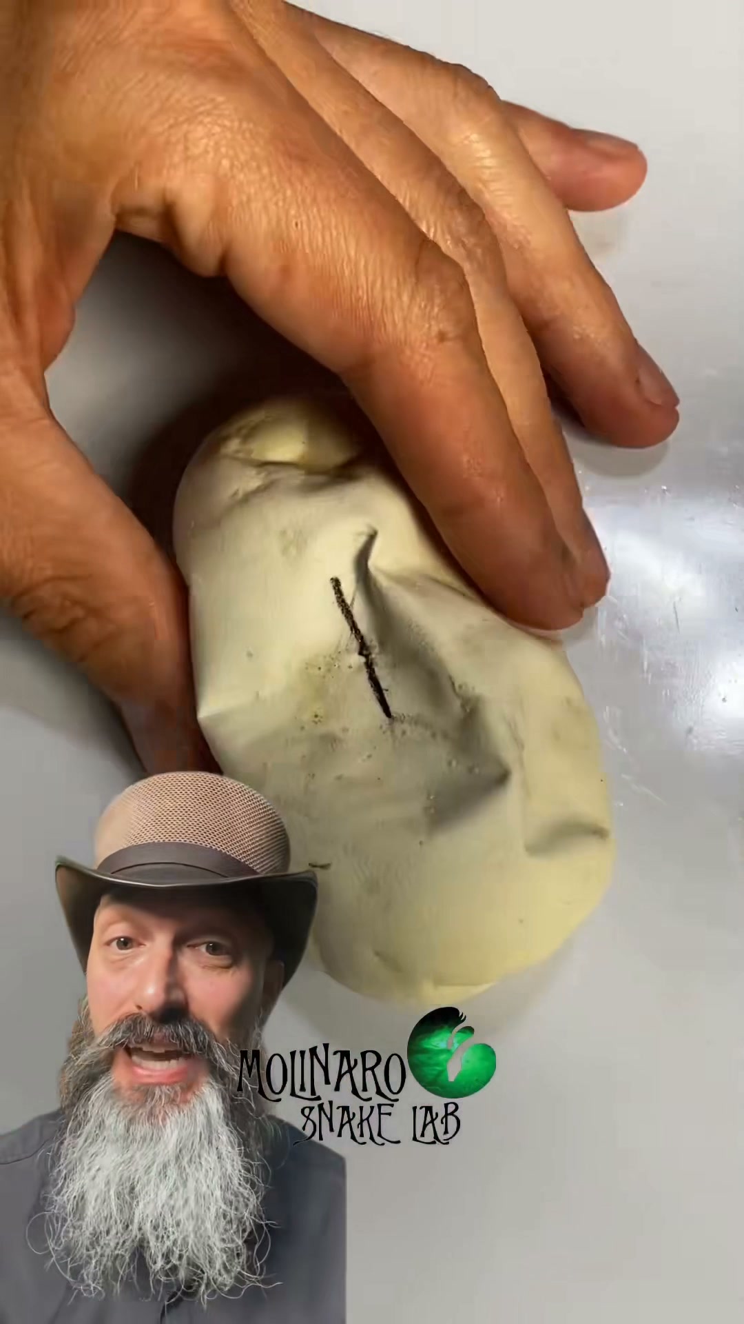 The babies are hatching