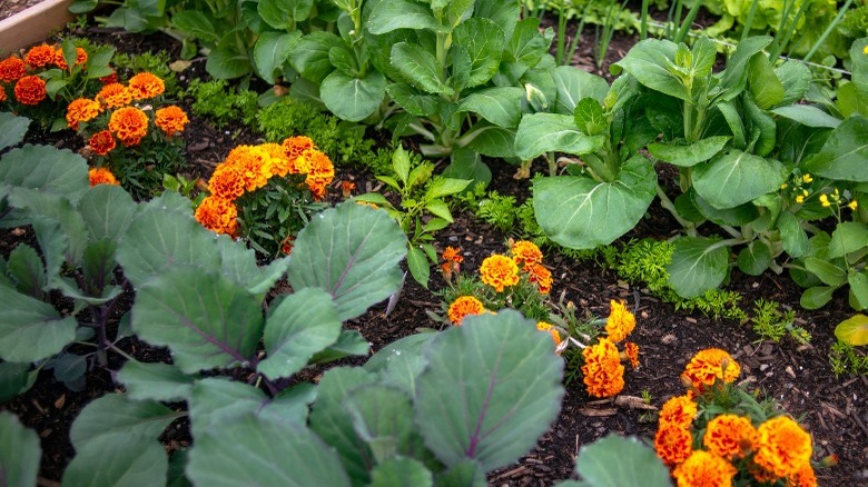 Marigold: Everything you need to know before planting
