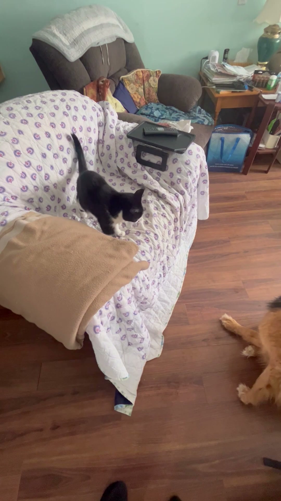 Playful dog and cat interaction in cozy living room