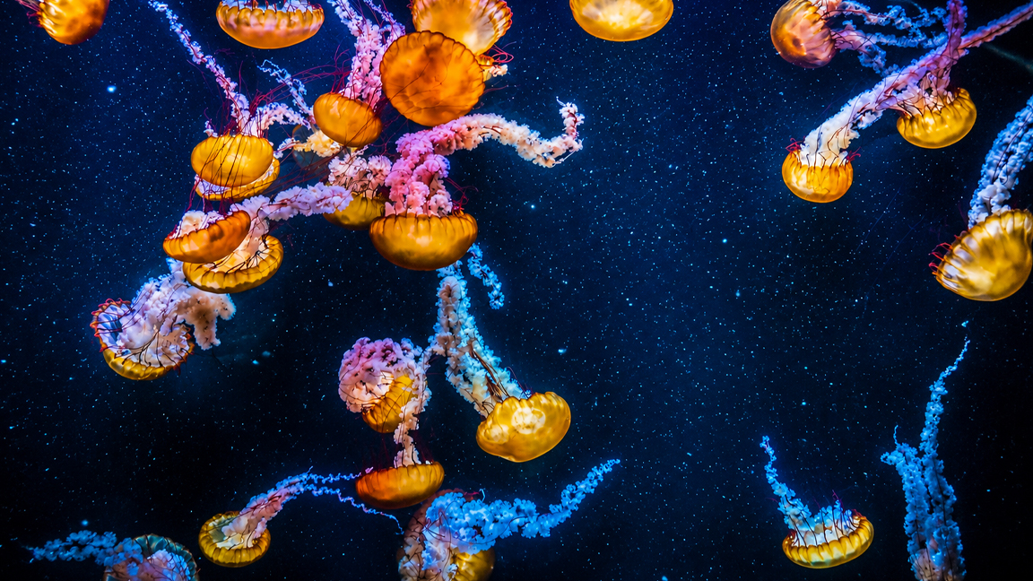 Golden jellyfish drift through a deep blue underwater world