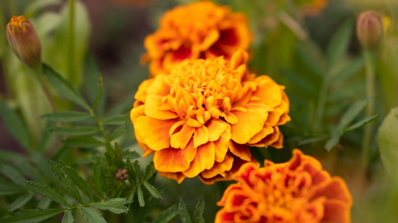 Marigold: Everything you need to know before planting