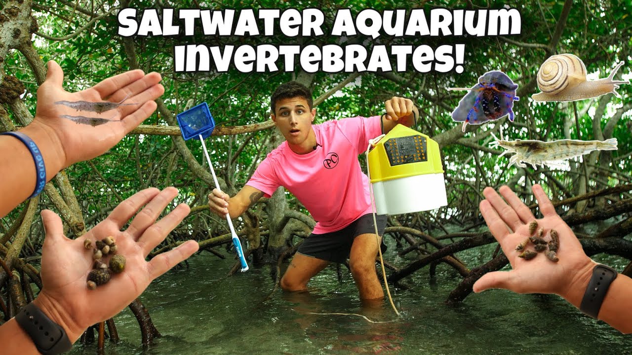 i-caught-tiny-invertebrates-for-my-aquarium
